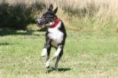 Image 93 in LURCHERS. SANDRINGHAM  2012  SUNDAY.