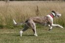 Image 95 in LURCHERS. SANDRINGHAM  2012  SUNDAY.