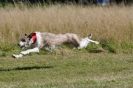 Image 96 in LURCHERS. SANDRINGHAM  2012  SUNDAY.