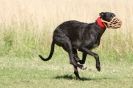 Image 97 in LURCHERS. SANDRINGHAM  2012  SUNDAY.