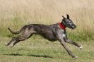 Image 98 in LURCHERS. SANDRINGHAM 2012 SUNDAY.