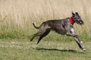 Image 99 in LURCHERS. SANDRINGHAM 2012 SUNDAY.