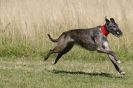 Image 99 in LURCHERS. SANDRINGHAM  2012  SUNDAY.