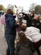 Image 13 in EQUINE VETTING AND DENTISTRY DEMO. SUFFOLK SHOWGROUND 25 OCT. 2014
