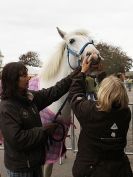 Image 8 in EQUINE VETTING AND DENTISTRY DEMO. SUFFOLK SHOWGROUND 25 OCT. 2014