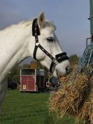 Image 11 in PICTURES FOR EQ LIFE FROM BARNHAM BROOM HUNTER TRIAL 30 OCT 2014