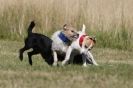 Image 11 in SANDRINGHAM 2012. TERRIER RACING/ SCRAPPING!!