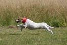 Image 12 in SANDRINGHAM  2012.  TERRIER RACING/ SCRAPPING!!