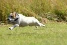 Image 14 in SANDRINGHAM  2012.  TERRIER RACING/ SCRAPPING!!