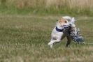 Image 15 in SANDRINGHAM 2012. TERRIER RACING/ SCRAPPING!!