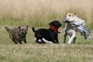 Image 16 in SANDRINGHAM 2012. TERRIER RACING/ SCRAPPING!!