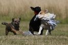 Image 17 in SANDRINGHAM 2012. TERRIER RACING/ SCRAPPING!!