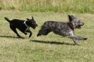 Image 2 in SANDRINGHAM  2012.  TERRIER RACING/ SCRAPPING!!