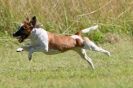 Image 22 in SANDRINGHAM  2012.  TERRIER RACING/ SCRAPPING!!