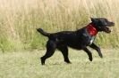 Image 23 in SANDRINGHAM 2012. TERRIER RACING/ SCRAPPING!!