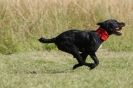 Image 24 in SANDRINGHAM 2012. TERRIER RACING/ SCRAPPING!!