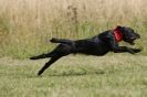 Image 25 in SANDRINGHAM 2012. TERRIER RACING/ SCRAPPING!!