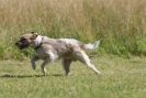 Image 26 in SANDRINGHAM 2012. TERRIER RACING/ SCRAPPING!!