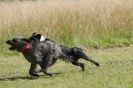 Image 3 in SANDRINGHAM  2012.  TERRIER RACING/ SCRAPPING!!