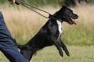 Image 4 in SANDRINGHAM 2012. TERRIER RACING/ SCRAPPING!!
