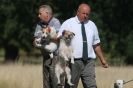Image 7 in SANDRINGHAM 2012. TERRIER RACING/ SCRAPPING!!