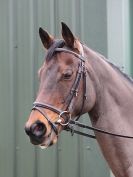 Image 42 in OVERA FARM STUD. CHRISTMAS DRESSAGE 21 DEC 2014