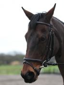 Image 47 in OVERA FARM STUD. CHRISTMAS DRESSAGE 21 DEC 2014