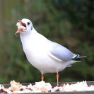 GARDEN BIRD TABLE 29 DEC. 2014