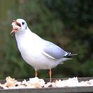 Image 11 in GARDEN BIRD TABLE 29 DEC. 2014