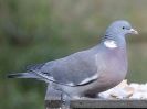 Image 12 in GARDEN BIRD TABLE 29 DEC. 2014