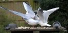 Image 13 in GARDEN BIRD TABLE 29 DEC. 2014