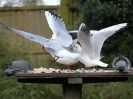 Image 14 in GARDEN BIRD TABLE 29 DEC. 2014