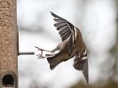 Image 2 in GARDEN BIRD TABLE 29 DEC. 2014