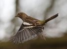 Image 3 in GARDEN BIRD TABLE 29 DEC. 2014