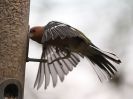 Image 4 in GARDEN BIRD TABLE 29 DEC. 2014