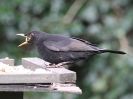 Image 5 in GARDEN BIRD TABLE 29 DEC. 2014