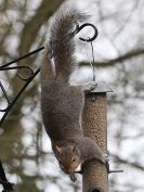 Image 6 in GARDEN BIRD TABLE 29 DEC. 2014