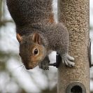 Image 7 in GARDEN BIRD TABLE 29 DEC. 2014