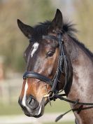 Image 10 in BROADS EC SENIOR BRITISH SHOW JUMPING ( CLASS 3 ) 25 JAN. 2015