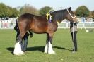 AUTUMN SHOW. PETERBOROUGH SHOW GROUND OCT. 2012