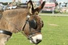 Image 10 in AUTUMN SHOW. PETERBOROUGH SHOW GROUND OCT. 2012