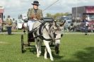 Image 11 in AUTUMN SHOW. PETERBOROUGH SHOW GROUND OCT. 2012