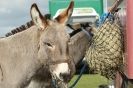 Image 12 in AUTUMN SHOW. PETERBOROUGH SHOW GROUND OCT. 2012