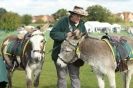 Image 15 in AUTUMN SHOW. PETERBOROUGH SHOW GROUND OCT. 2012