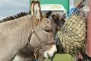 Image 16 in AUTUMN SHOW. PETERBOROUGH SHOW GROUND OCT. 2012