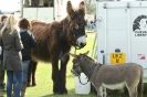 Image 17 in AUTUMN SHOW. PETERBOROUGH SHOW GROUND OCT. 2012