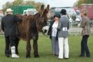 Image 18 in AUTUMN SHOW. PETERBOROUGH SHOW GROUND OCT. 2012