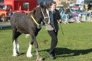 Image 26 in AUTUMN SHOW. PETERBOROUGH SHOW GROUND OCT. 2012