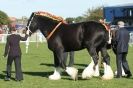 Image 27 in AUTUMN SHOW. PETERBOROUGH SHOW GROUND OCT. 2012