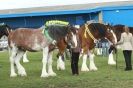 Image 29 in AUTUMN SHOW. PETERBOROUGH SHOW GROUND OCT. 2012